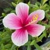 neslihan444